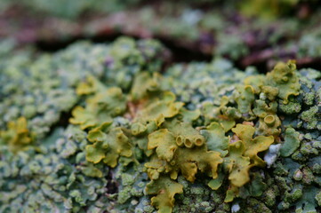 Poster - The bark of the tree is covered with yellow lichen. Natural background.