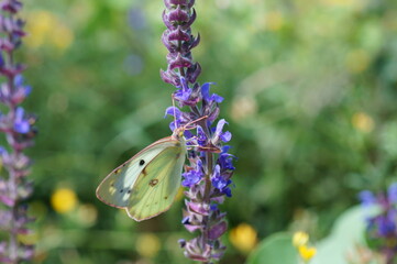 Poster - A beautiful butterfly in wild flowers. Insects in nature.