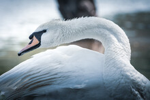 Beautiful White Swan Cleans Feathers. White Swan Cleaning Feathers By A Lake, Close-up View. Artistic Photo Editing In Blue Tone