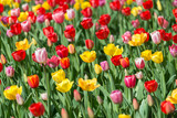 Fototapeta Tulipany - many tulips in the sun