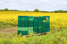 Lots Of Green Bee Boxes At A Rapeseed Field In Northern Germany.