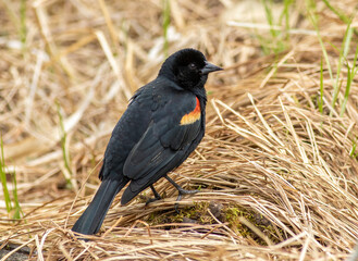 Wall Mural - red-winged blackbird perched on the grassy ground in spring. 