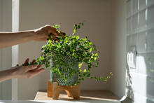 Closeup Of Woman Gardener Taking Care About Ficus Pumila Plant At Home, Holding Houseplant In Ceramic Planter And Touching Green Leaves, Sunlight. Greenery At Home, Love For Plants, Hobby Concept 