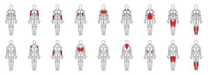 male muscular anatomy vector icon