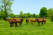 Horses in a field on Kentucky horse farm