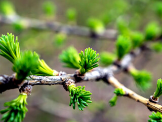 Wall Mural - first green leaves on the branch of a larch tree
