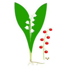 Wall Mural - Parts of a lily of the valley plant on a white background.