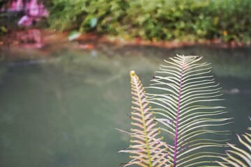 Canvas Print - flower in the water