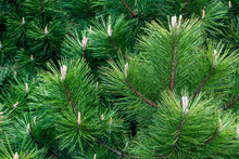 Close-up Of A Dense Stand Of Pine Trees.