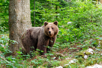 Wall Mural - brown bear - close encounter with a wild brown bear eating in the forest and mountains of the notran