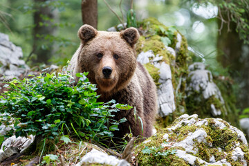 Wall Mural - brown bear - close encounter with a wild brown bear eating in the forest and mountains of the notran