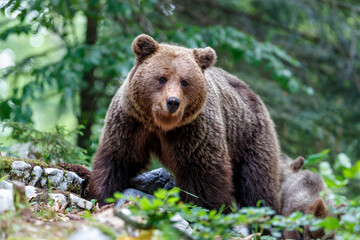 Wall Mural - brown bear - close encounter with a wild brown bear eating in the forest and mountains of the notran