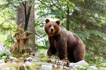 Wall Mural - brown bear - close encounter with a wild brown bear eating in the forest and mountains of the notran