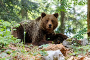 Wall Mural - brown bear - close encounter with a wild brown bear eating in the forest and mountains of the notran