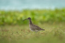 Eurasian Curlew On The Ground.  Curlev In Natural Habitat. Ornithology In Exotic Island.