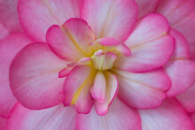 Closeup Of Pink Begonia Flower With Magenta Colored Petal Tips