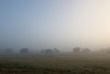 Misty Sunrise In The Kalahari, Kgalagadi Trasnfrontier Park, South Africa
