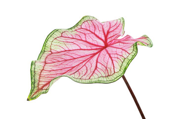 Wall Mural - Colorful Tropical Leaf of Caladium Plant Isolated on White Backg
