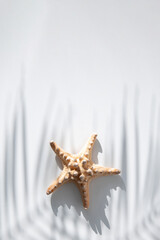 Wall Mural - Starfish under the shadow of palm leaves on a white background. Top view, flat lay.