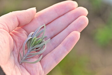 hands girl holding young plant on Natural green blurred for background.Ecology concept