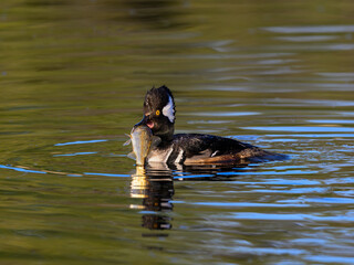 Wall Mural - Male Hooded Merganser holding a fish and swimming on pond with green water