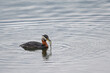 A Red-necked Grebe (Podiceps grisegena) with a freshly caught Threespine Stickleback (Gasterosteus aculeatus) on Alaska's Reflections Lake.