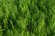 Forest Horsetail In The Shade Of Trees In Summer. Medicinal Plant Horsetail Forest And Field. Horsetail Meadow View From Above. Green Grass Background In Eco-style