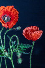 Blossoming Red Poppy Flowers And Buds Against Dark-blue Background, Papaver Rhoeas