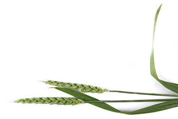 Wall Mural - Frame green young wheat isolated on white, top view  