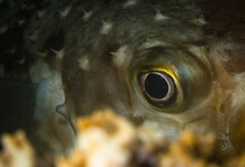 Close Up Of The Eye Of An Porcupine Fish  In The Red Sea 