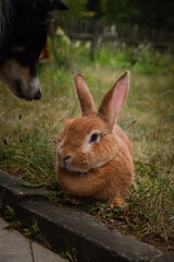 Wall Mural - Border collie is lying on the garden with rabbit. Autumn photoshooting in park.