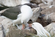 Black browed albatross Saunders Island