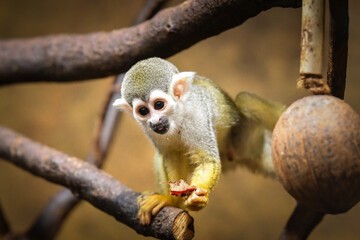 Wall Mural - Photo of Saimiri sciureus in zoo habitat. He is so cute animal.