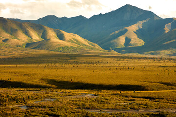 Wall Mural - Denali National Park