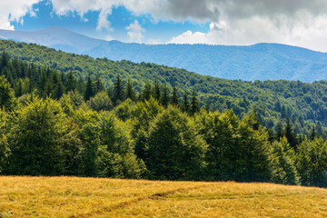 Wall Mural - mountain landscape on a bright sunny day. beech forest on the grassy meadow. last days of summer. tr