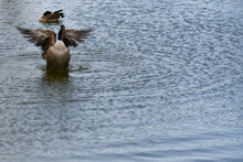 Canadian Geese Swimming In Blue Pond And Flapping Wings.