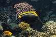 Orangespine Unicornfish or Elegant Unicornfish, Naso elegans. Red Sea, Egypt. 