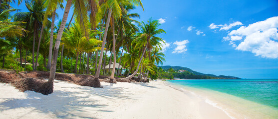 Wall Mural - tropical beach with cocnut palm tree