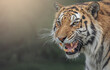 Portrait of a beautiful tiger and copy space. Snarling tiger