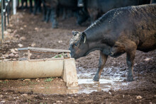Cow Drinking From Trough