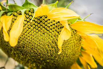 Canvas Print - Sunflower