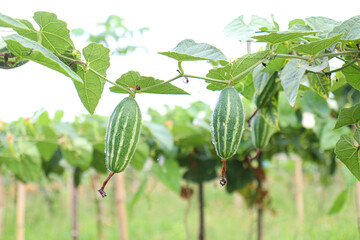 pointed gourd on tree in farm