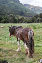 Clydesdale Horse
