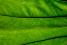 Nature Green Leaf Texture Background
