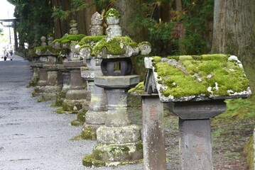 A scene of moss growing.Moss is used for Japanese-style gardens and bonsai as a aesthetic sense of Japanese traditional culture 