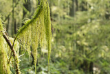 Fototapeta  - Branch with hanging moss and defocused forest foliage. Cat's tail moss, reed mace or sothecium myosuroide. Forest background. Defocused tall trees with dapples of light. North Vancouver, BC.