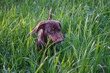 cute dachshund puppy eats green grass on a walk