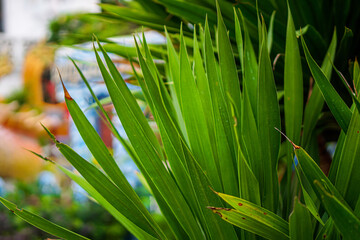 Canvas Print - grass