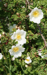 Canvas Print - Rosa spinosissima ou Rosa pimpinellifolia | Rosier pimprenelle ou rosier à feuilles de pimprenelle à inflorescence blanches, étamines dorées sur rameaux épineux, feuilles rouge à brun pourpré