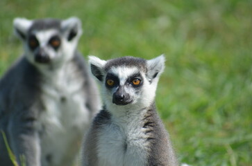 Lemur in daylight in zoo